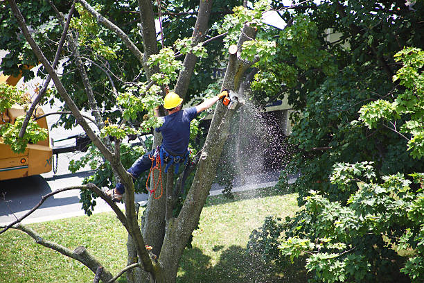  , USA Tree Care Pros